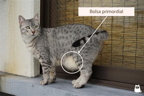 bolsa primordial gatos